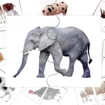 Пазли половинки Тварини - TheaSmart